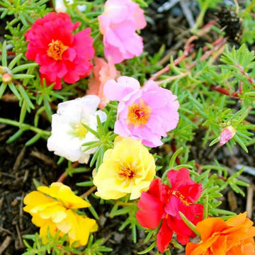 Moss Rose Heirloom Non-GMO Flower Seeds for Planting