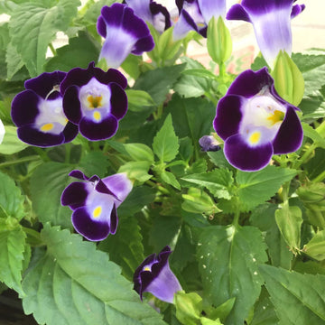 Heirloom Non-GMO Torenia Wishbone Flower Seeds | Vibrant Shade-Loving Annuals for Hanging Baskets