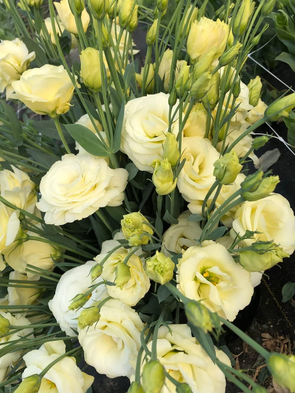 Light Yellow Eustoma (Lisianthus) Flower Seeds for Planting - Heirloom, NON-GMO Seeds for planting in your garden.