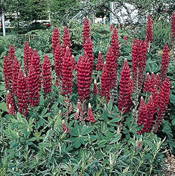 Maroon Lupine Flower Seeds for Planting NON GMO Seeds