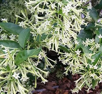 Heirloom Non-GMO Nocturnum Flower Seeds for Planting – Fragrant Night-Blooming Flowers for Home Gardens