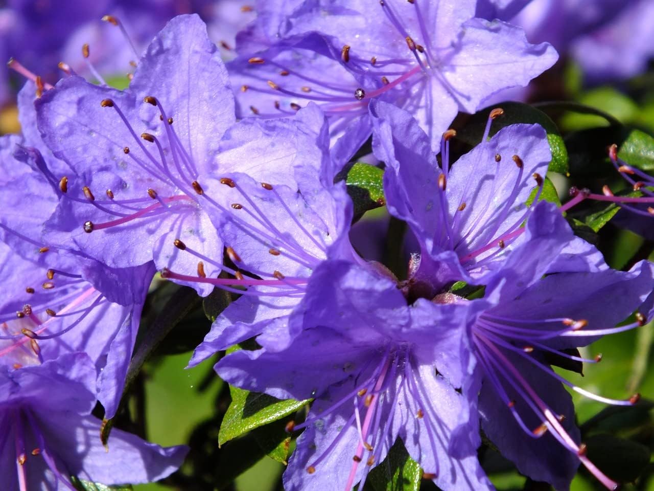 Purple Azalea Flower Seeds - 100 pcs for planting in your garden.