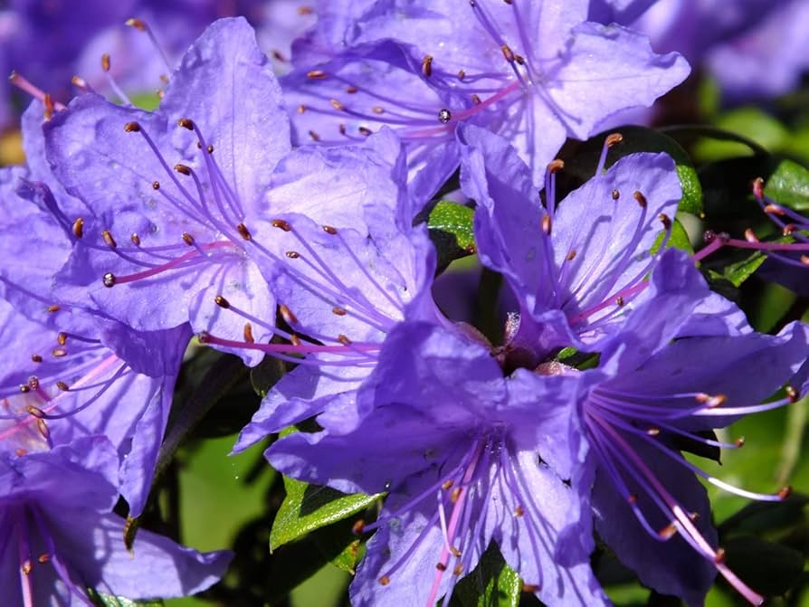 Purple Azaleas Flower Seeds for Planting - NON GMO Seeds seeds for planting in home garden