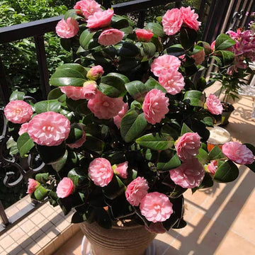 Heirloom Non-GMO Camellia Flower Seeds for Planting – Elegant Evergreen Garden Blooms