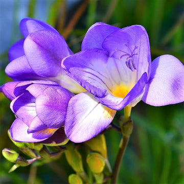 Heirloom Non-GMO Freesia Flower Seeds – Blue Blooms for Planting