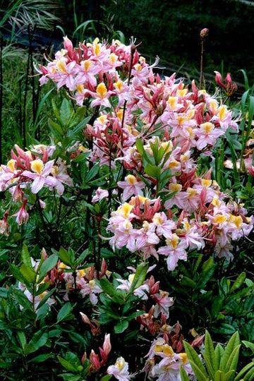 Heirloom Non-GMO Western Azalea Flower Seeds | Fragrant Rhododendron Occidentale Seeds for Pollinator Gardens
