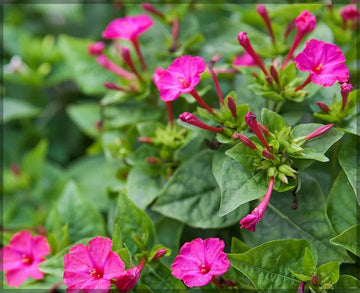 Heirloom Non-GMO Mirabilis Flower Seeds for Planting – Four O’Clock Fragrant Garden Blooms