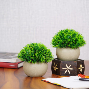 Dekorly Plant Seeds for Planting - NON GMO Seeds