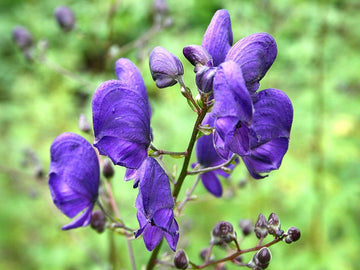Wolfsbane Flower Seeds for Planting, Fresh-NON GMO Seeds