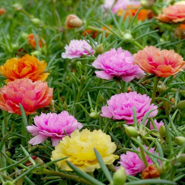 Mixed Mexican-Rose Heirloom Plant Seeds for Planting - Non-GMO Garden Seeds for Home Garden