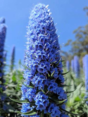Madeira Flower Seeds for Planting, NON GMO Seeds