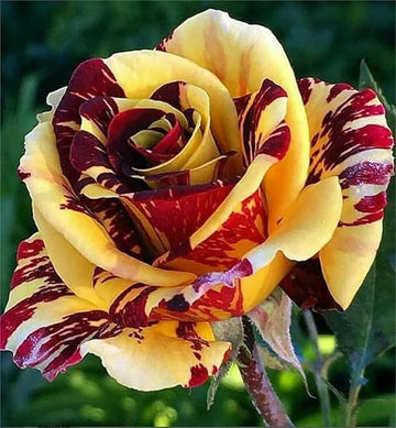 Rare Dragon Rose Plant Seeds for Planting Yellow Blooms Non-GMO Heirloom Garden Seeds for Growing