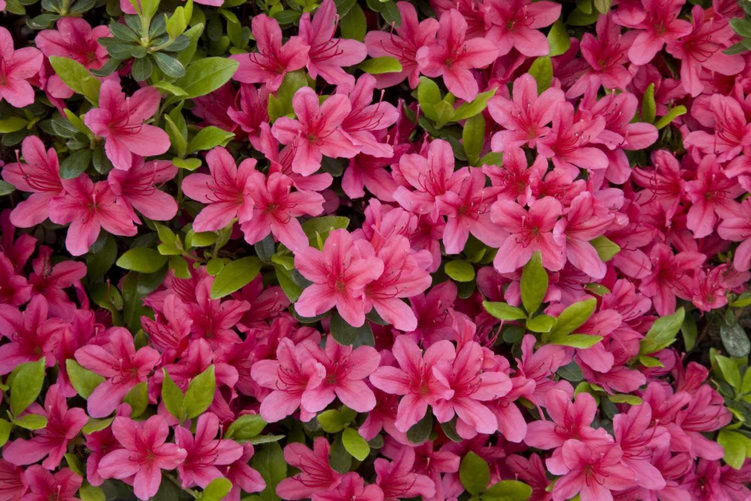 Heirloom Non-GMO Azalea Flower Seeds for Planting – Colorful Ornamental Shrub Seeds - Non-GMO for planting in home garden
