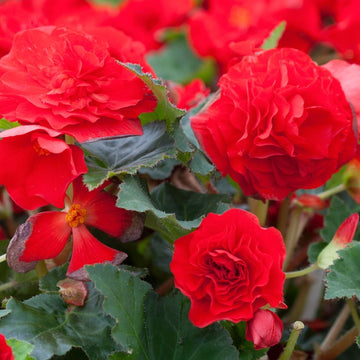 Tuberous Begonia Red Flower Seeds for Planting - NON GMO Seeds