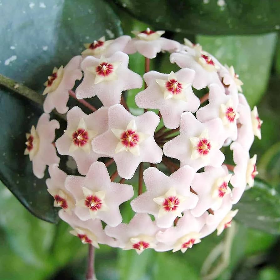 Aleurites Flower Seeds for Planting, Unique Blooms, 100 pcs for planting in your garden.