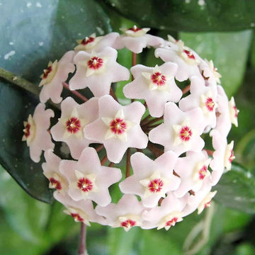 Aleurites Flower Seeds for Planting, Unique Blooms, 100 pcs
