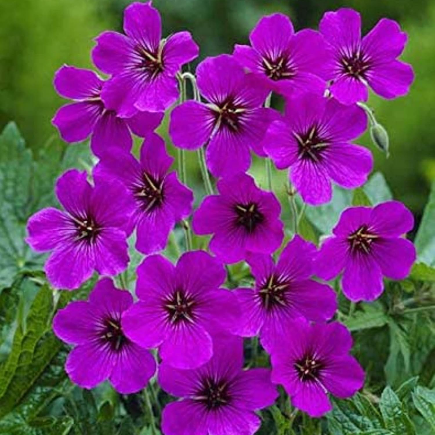 Purple Geranium Flower Seeds for Planting - Heirloom & Non-GMO Seeds for planting in home garden