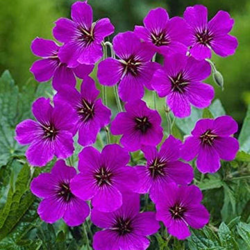 Purple Geranium Flower Seeds for Planting - Heirloom & Non-GMO Seeds