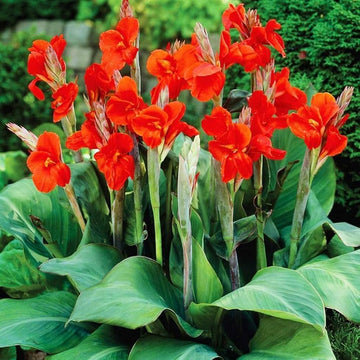 Canna Flower Seeds for Planting 100 pcs
