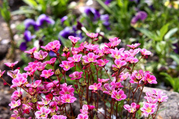 Heirloom Non-GMO Saxifraga Pink Flower Seeds for Planting ƒ?? Hardy Perennial Blooms for Rock and Alpine Gardens