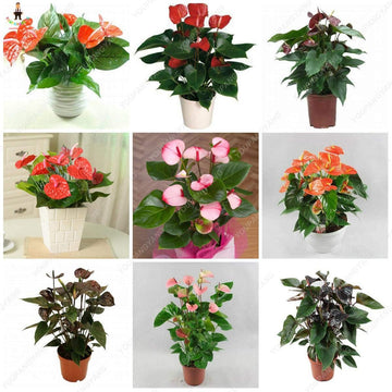 Mixed Anthurium Andraeanu Flower Seeds