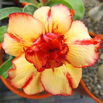 Orange Yellow Adenium Flower Seeds for Planting | Heirloom, Non-GMO, Organic Blooms
