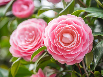 Camellia Japonica Flower Seeds – Heirloom Non-GMO Garden Blooms for Lush Landscaping