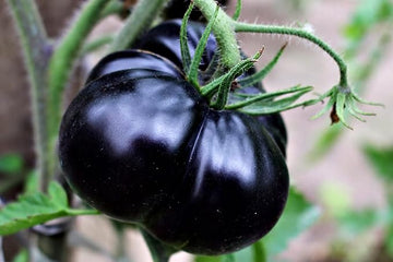 Gaint Black Tomato Seeds for Planting - 100 Pcs pcs