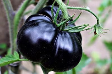 Gaint Black Tomato Seeds for Planting - 100 Pcs pcs