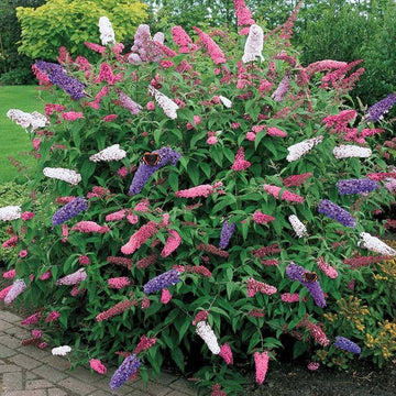 Mix Buddleia Davidii Plant Seeds for Planting – Vibrant, Heirloom, Non-GMO Flower Seeds