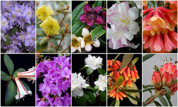 Heirloom Rhododendron Flower Seeds, Non-GMO Vibrant Blooms for Planting