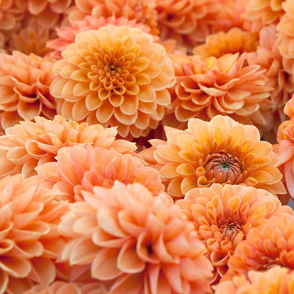 Dahlia Flower Seeds for Planting, 100 pcs - Flower for planting in home garden