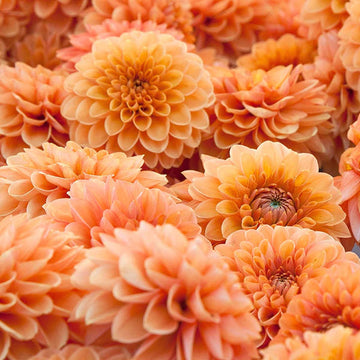 Dahlia Flower Seeds for Planting, 100 pcs