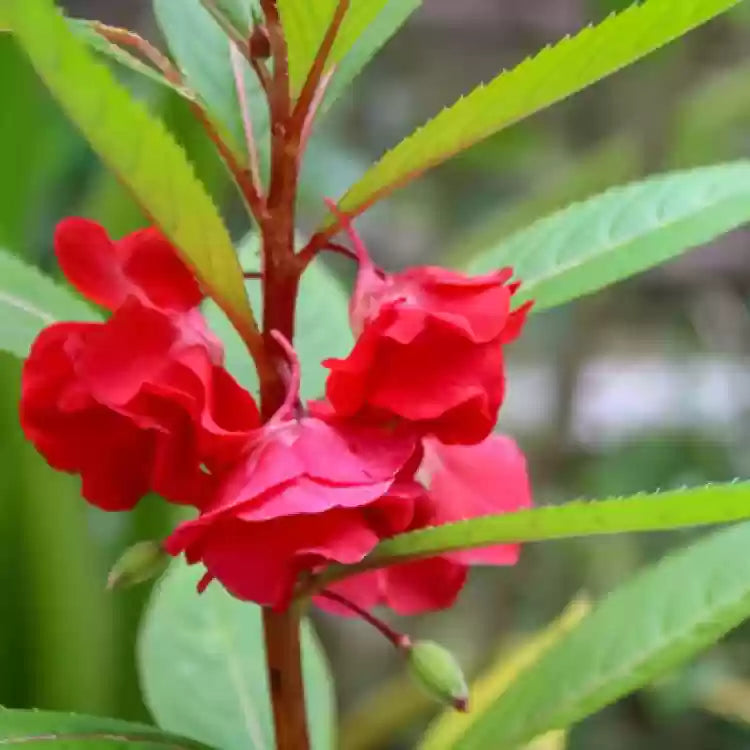 Balsamine Flower Seeds for Planting, Red, 100 pcs seeds for planting in home garden