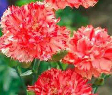 Orange Red Carnation Flower Seeds for Vibrant Garden Planting
