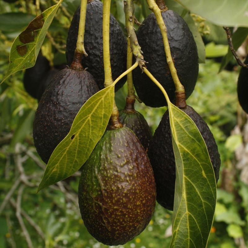 Carmen Hass avocado fruit seeds