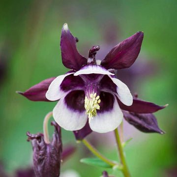 Purple White William Guiness Flower Seeds for Planting - NON GMO Seeds