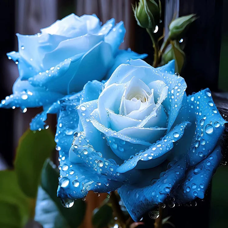 Ice Blue Rose Plant Seeds for Planting Non-GMO Heirloom Garden Seeds for Growing Beautiful Flowers for planting in your garden.