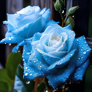Ice Blue Rose Plant Seeds for Planting Non-GMO Heirloom Garden Seeds for Growing Beautiful Flowers
