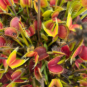 Red Catching Plant or Venus Fly Trap Insectivorous Plant Planting Seeds for Garden NON GMO Seeds