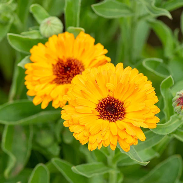 Calendula Marigold Flower Seeds, Heirloom, Non-GMO Seeds for Bright Home Garden Blooms - Marigold for planting in home garden
