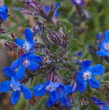 Anchusa Flower Seeds, Heirloom, Non-GMO Seeds for Planting