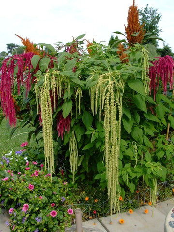 Mixed Caudatus Flower Seeds for Planting - NON GMO Seeds