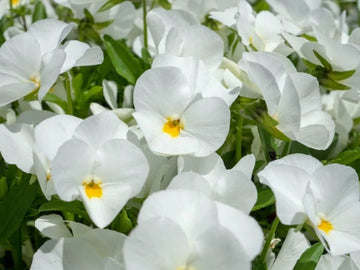 Heirloom Tricolor Pansy Flower Seeds for Planting, Non-GMO, Organic, White Blooms