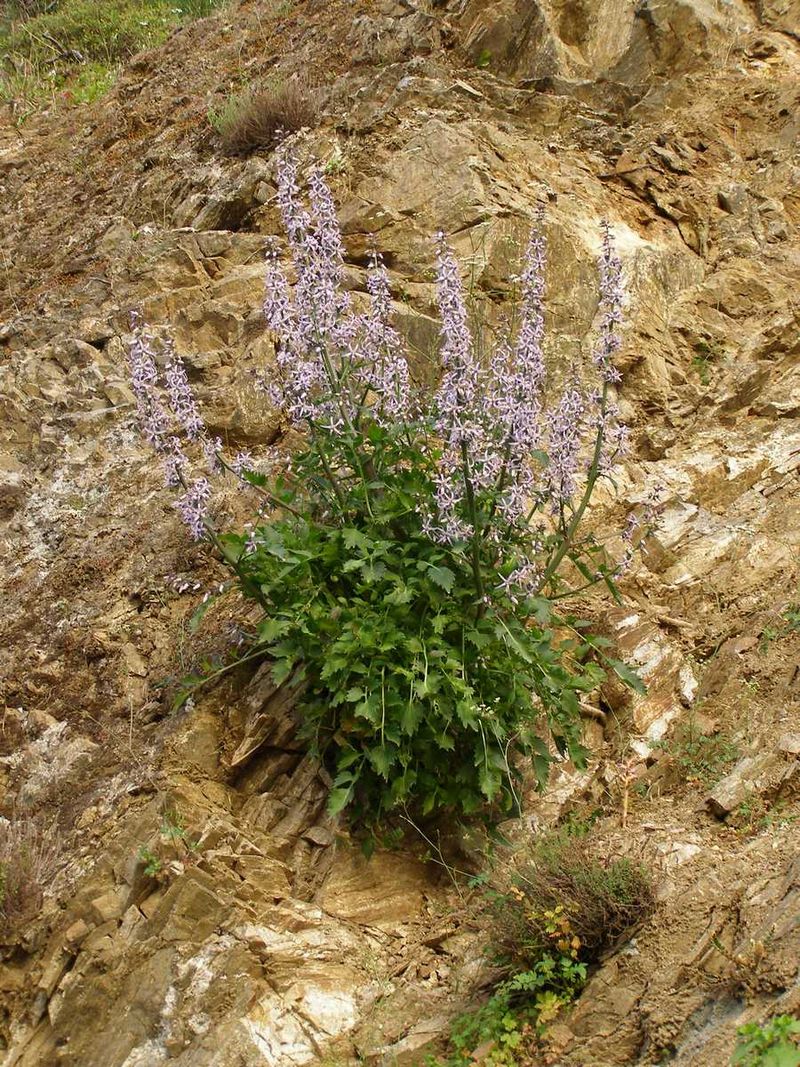 Blue Petromarula Pinnata Plant Seeds for Planting - NON GMO Seeds for planting in home garden