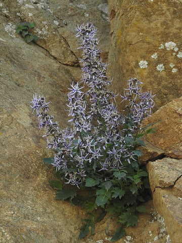 Blue Petromarula Pinnata Plant Seeds for Planting - NON GMO Seeds