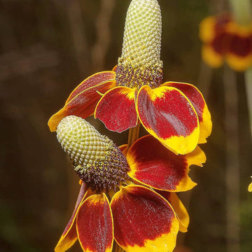 Heirloom Ratibida Columnaris Seeds – Non-GMO Flower Seeds for Planting