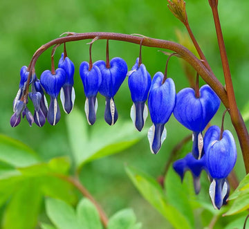 Heirloom Non-GMO Blue Bleeding Heart Flower Seeds for Unique Garden Borders and Romantic Planting