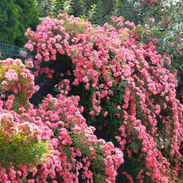 Heirloom Climbing Rose Flower Seeds for Planting – Non-GMO Seeds for Vertical Gardens
