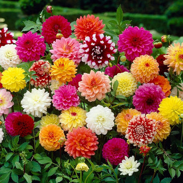 Dahlia Opera Mix Flower Seeds, Heirloom, Non-GMO Seeds for Planting